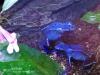 Dendrobat azureus