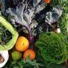 Gemüsegarten Garten Acker Selbstversorger Feld zur saisonalen Pacht