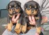 Kräftige Rottweiler-Welpen aus Familienaufzucht