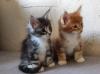 Maine Coon Kitten mit Stammbaum suchen einen neuen Kuschelplatz !!