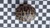 2 Strahlenschildkröten,  Astrochelys Radiata NZ 23 