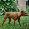 Rony sucht ein Zuhause