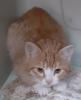 Freddy und Barney –  suchen dringend ein Zuhause! (aus dem Tierschutz /  gechipt, 
