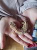 Terrarium incl Leopardengecko Paar