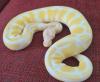 Königspython Albino 0.1