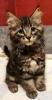 Maine Coon Kitten zum Knutschen