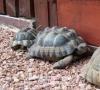 Maurische Landschildkröte,  männlich,  16 Jahre alt mit Papieren