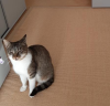 Junger,  kastrierter Kater