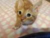 Mainecoon Mix Kitten