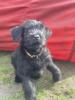 Riesenschnauzer Welpe