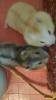 Babyhamster Zwerghamster Dsungarische