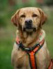 MR. SAM - Labrador - männlich 4 Jahre 58 cm 34 kg Gechipt Kastriert