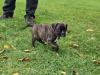 Reinrassige Boxer Boxerwelpen Hündinnen