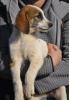 Philia sucht ein passendes Zuhause