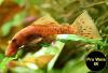 Ancistrus,  Welse,  reinerbig,  ab 2€ (Versand/  Abholung)
