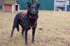 ROXALIE - Mix - 3 Jahre - Tierhilfe-Franken e.V.