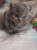 Traumhaftschöne Britisch Langhaar/  Kurzhaar Kitten