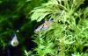 Wildendler,  Guppy,  reinerbig (Versand/  Abholung)