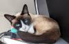 Snowshoe Dame sucht Liebesleben