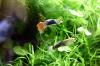 Guppy Mixe,  AKTION!,  7,  50€/  6 Stck.,  Versand