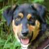 WILHELMINCHEN - Mix - 1 Jahr - Tierhilfe-Franken e.V.