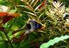 Platys,  eigene Zucht (Versand/  Abholung)