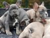 Französische Bulldoggen Welpen in blue and tan und blue ,  Bullywelpen
