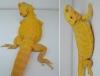 Suche intensiv gelbe Farb-Bartagamen z:B. Citrus,  Citrus Hypo Leatherback,  etc.