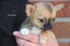 Chihuahua-Hündinnen suchen das weltbeste Zuhause
