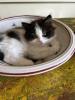 Main Coon - Perser Babys