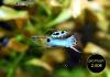 Japan Blue,  Endler,  RARITÄT,  reinerbig (Versand/  Abholung)