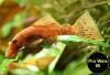 Ancistrus,  Welse,  reinerbig,  ab 2€ (Versand/  Abholung)