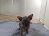 Süße can. Sphynx Babys