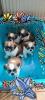 Shih Tzu Welpen 