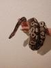 Königspython (python reigus) /  1.0 Mojave Ball /  Männlich /  NZ 2014
