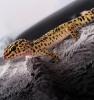Zwei Leopardgeckodamen zu verkaufen