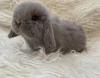 Minilop Zwergwidder Kaninchen Nhd Baby Weibchen 
