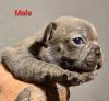 Französische Bulldoggen Welpen 
