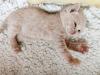 BKH Kitten Kater creme