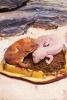 Leopardgeckos,  Platz vor Preis 