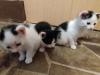 Katzenbabys schwarz-weiß zur baldigen Abgabe