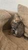 Britisch Kurzhaar Scottish Fold Mix Kitten