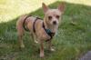 MADITA - weiblich  10 Monate  23 cm  3.5 kg  Chihuahua  Gechipt