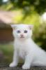 Britische / Scottish Kurzhaar Kitten