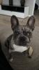 Französische Bulldogge