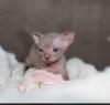Canadian Sphynx Kitten ab Dez.2021 abzugeben.
