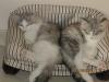 3 wunderschöne Norweger-Mädchen suchen noch einen Kuschelplatz