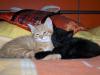 2 süße Katzenkinder (w/ m) abzugeben
