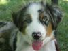 AUSTRALIAN SHEPHERD gut erzogen,  gechipt,  geimpft,  entwurmt, 