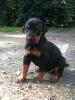 schöne Dobermannwelpen